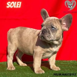 6 Frenchy Puppies