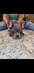 Sweet Blue French bulldog for sale to a good caring family