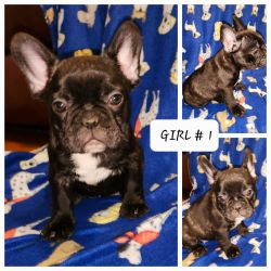 1 Female French bulldogs Puppies For Sale