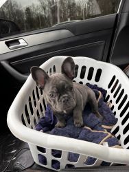 Blue(grey) Frenchie for sale