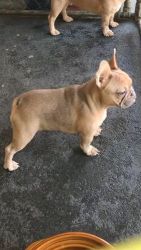 10 month old FRENCHIEEE (JLo )