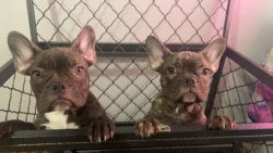 Frenchies for Sale