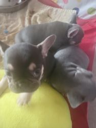 Frenchie pups for sale