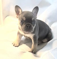 Puppy paw Frenchies