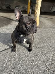 Frenchie for rehoming