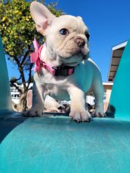 Frenchie puppies
