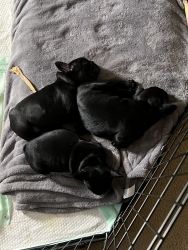Black female French Bulldogs for sale