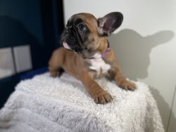 French bulldogs 8 weeks