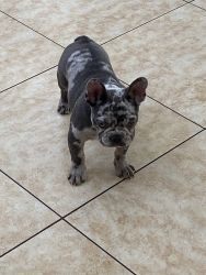 Lovely 12 week old French bull dog