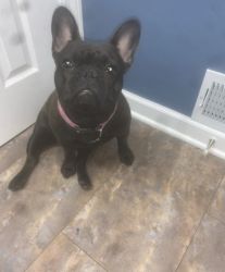French bulldog for sell 1 year old