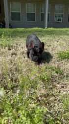 7 month old Male frenchie akc registered