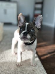 Rory -a4 month old French Bulldog