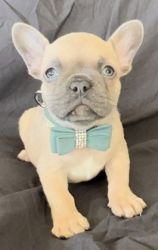 Puppy Paw French bull dogs
