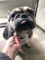 Male Merle quad intact Frenchie