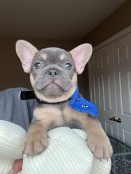 Sell the cute puppy’s Frenchi”
