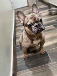 Merle french bulldog for sale