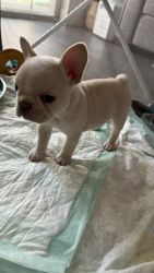 FEMALE FRENCHIE (ALREADY CHIPPED, AKC REG, DNA TESTED)