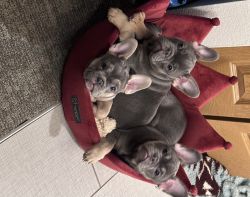 Lilac blue, and tan Frenchies