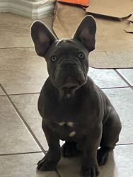 Pure Frenchie