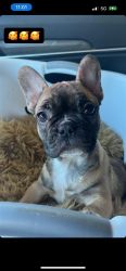 Female Frenchie puppy for sale.