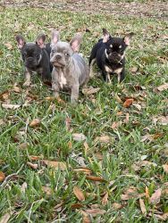 AKC Registered French Bulldog Puppies (10 weeks)