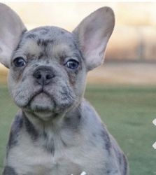Blue Merle Male Frenchie