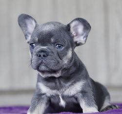 Shila French Bulldog puppy