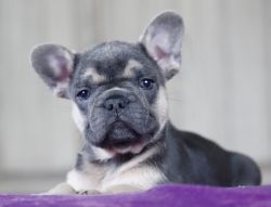 Diego French Bulldog puppy