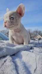 French Bulldogs -9 weeks old