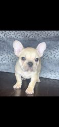 1 male French Bulldog puppy available!! Isabella carrier