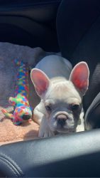 Female Frenchie for sale Price is negotiable