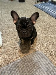 Akc french bulldog puppies for sale
