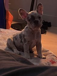 Frenchie pup the Cutest