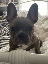 Beautiful frenchton pure bred for sale