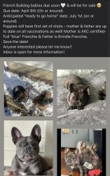 Frenchies - French Bulldog Puppies coming soon!