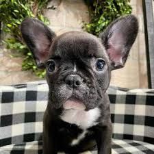 healthy French Bulldogs NOW
