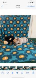 French bulldogs 12 weeks /3 months ready for a forever home
