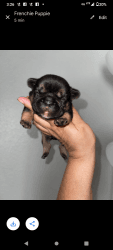 Micro French Bulldog Puppies AKC Registered