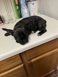 Female Frenchie looking for a permanent home