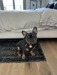 Nuggs the Frenchie