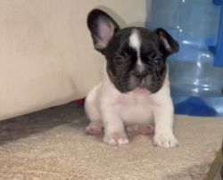 Frenchies puppies 2 male
