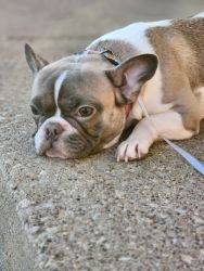 French Bull Dog for sale