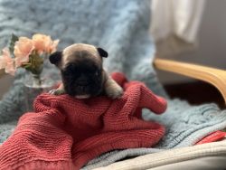 Frenchton Puppies For Sale in Medford Wis