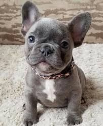 Ready now Obedient French Bulldogs