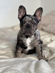 Merle French Bulldog Male for sale