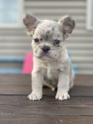 Gorgeous FLUFFY FRENCH BULLDOG PUPPIES!!!