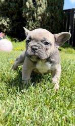 French bull dogs