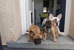 3 French Bulldog puppy’s