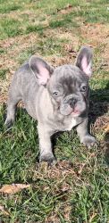 3D Frenchie male