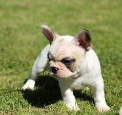 AKC quality French Bulldog Puppies for free adoption!!!